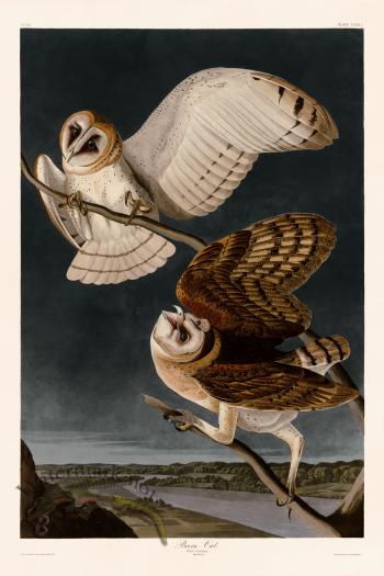 171 Barn Owl bc